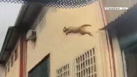 飛貓碎玻璃060.0(DL)