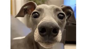 狗狗奧利奧 （圖／翻攝自抖音@鑽衣怪獸奧利奧小餅乾）