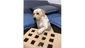 中國,拉布拉多,狗,萌寵,互動／抖音拉布拉多ｓｅｖｅｎ