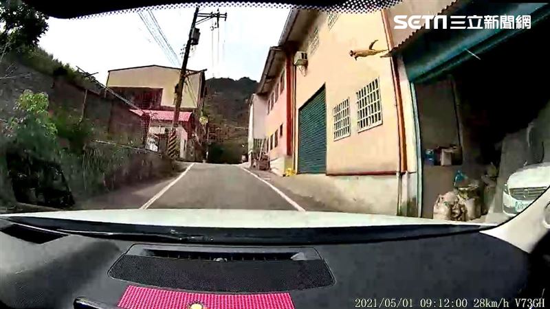 「飛天橘貓」撞壞車窗　車主無奈喊衰