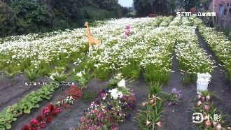 賞花去！雲林白百合、南投粉荷花盛開