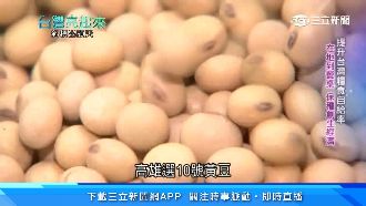 留美女碩士歸國　復耕60年老種黃豆