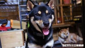 黑色柴犬，黑柴，（示意圖／資料照）