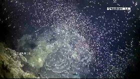 珊瑚產卵美1800