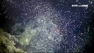 春季限定海底仙境！墾丁珊瑚產卵爆發