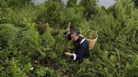 ▲被蛇追殺的程地明。（圖／翻攝自百度百科）