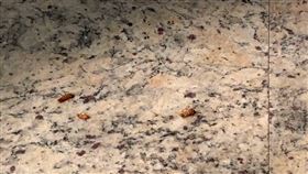 陳嘉昌,餐敘,蟑螂,台北