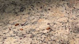 義警餐敘遭砸蟑螂　警調監視器追犯嫌