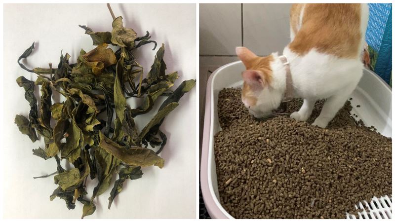 茶渣清運年花3億　變身貓砂抗菌除臭