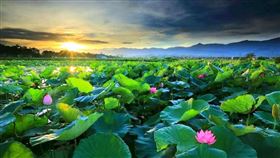 ▲荷花朵朵開，帶你秒進古裝劇場景!（圖／業者提供）