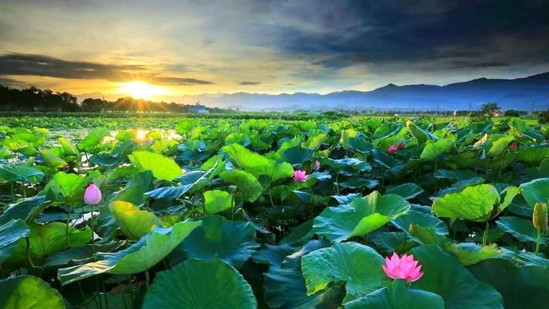 放鬆一下！白河商圈蓮花季來了！
