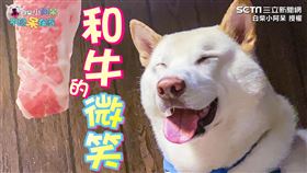 ▲主人帶小阿呆到火鍋店用餐，點了許多肉讓牠吃。（圖／白柴小阿呆 授權）