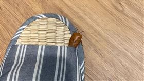 家中拖鞋藏棕色小蟲！網喊「大魔王等級」：千萬別用手打（圖／翻攝自爆系知識家）