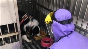 新北動保處帶回確診者愛犬隔離（3）新北動保處日前派員著全套防疫裝備將確診者所飼養的牧羊犬帶回隔離14天，動保處表示，目前牧羊犬沒有發燒及呼吸道症狀，活動力良好，飲食、排遺皆正常。（新北動保處提供）中央社記者王鴻國傳真  110年5月4日