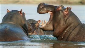 河馬，圖／翻攝自Pixabay