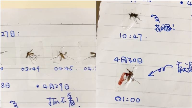 半夜戰3小時！超狂「殺蚊日記」曝光