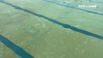 淤泥未清急開放！泳池竟成水底畫布