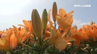 出遊拍照去！台中花海、苗栗彩繪稻田