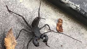 廁所驚見焦黑詭蟲！「真實身分」曝光網一查驚呆：身價超高