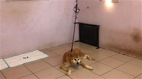 送愛犬寄養　竟遭寵物保母用P字鍊勒死（圖／翻攝自新北市府官網）