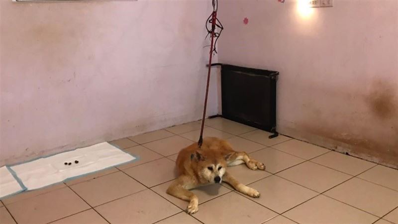 送愛犬寄養　遭寵物保母用P字鍊勒死