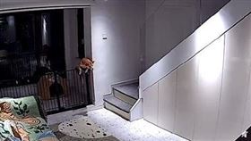 狗,文化,美國,微博,大使館,簽證處,辱華