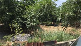 焦屍,竹林,偏僻,山區（圖／翻攝畫面）