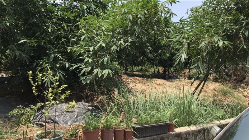 新／台中竹林驚見男焦屍　警封鎖採證