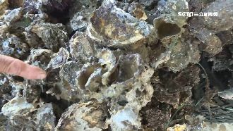 乾旱害牡蠣空包彈多　收成差蚵農棄養