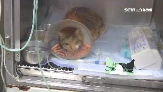 獨／飼主控醫院亂收費　醫師出面喊冤