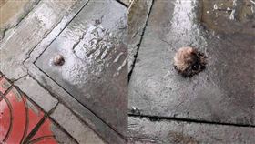 打地鼠,老鼠,孔洞,排水孔(翻攝自 爆廢公社)