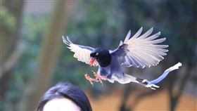 文化大學,藍鵲（圖／翻攝自中國文化大學粉專）