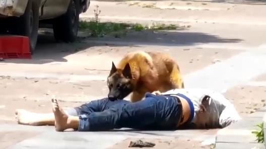 男子喝醉挑釁大狗　慘遭撕咬倒地不起