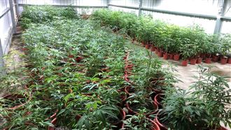 市值5億！毒梟「室內種大麻」最大宗