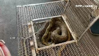 天花板有怪聲　消防員抓蛇驚：有4條