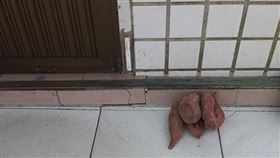 地瓜,鄰居,家門(翻攝自 爆怨2公社)