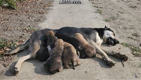 流浪狗媽媽右後腿遭夾斷　忍痛覓食哺育7幼犬台灣動物緊急救援小組日前獲報，高雄永安區的海堤邊出現一隻流浪狗媽媽，右後腿遭捕獸夾切斷，但牠為了哺育初生7隻幼犬，每天一跛一跛忍痛在堤防邊尋找食物，再返回照顧牠的狗寶寶，附近民眾看了感動又不忍趕緊通報。（台灣動物緊急救援小組提供）中央社記者洪學廣傳真  110年5月8日