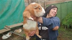 天竺鼠車車,天竺鼠 (翻攝自臉書爆廢公社)
https://reurl.cc/kVx569