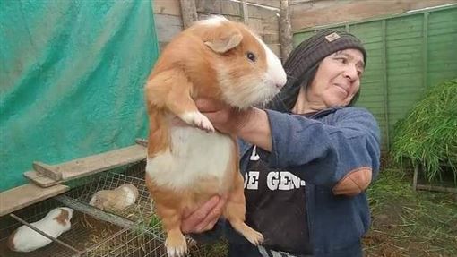 阿媽養大的 天竺鼠坦客 比臉還大竟是南美洲家常菜 寵物 三立新聞網setn Com