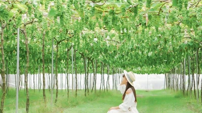 彰化埔心「葡萄隧道」有吃有玩超好逛