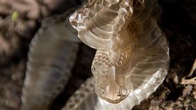 蛇,蛇皮。(圖/Pixabay)