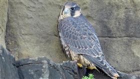 新北酋長岩遊隼幼鳥落巢　疑掌骨斷裂送醫新北市動保處8日表示，瑞芳區酋長岩一隻遊隼幼鳥7日落巢（圖），疑掌骨斷裂，已送醫治療。（新北動保處提供）中央社記者黃旭昇新北傳真  110年5月8日