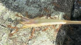 黃狂蟻現蹤蘭嶼 衝擊當地陸蟹生態彰師大生物系教授林宗岐團隊發現「黃狂蟻」現蹤蘭嶼地區，林宗岐指出，「黃狂蟻」雖不會主動攻擊陸蟹，但陸蟹若經過「黃狂蟻」領域，牠們就會噴毒液致使螃蟹死亡，接著分食蟹肉以壯大族群，就這樣不斷反覆，恐釀惡性循環，衝擊當地陸蟹生態。（民眾提供）中央社記者盧太城台東傳真  110年5月8日