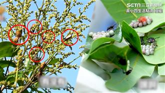 氾濫成災！外來種「臭屁蟲」滿天飛