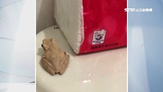 浴室見斑腿樹蛙　亂放生恐釀生態浩劫