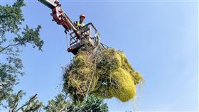 日本菟絲子入侵碧潭　市府動員移除（1）新北市新店區碧潭遭植物界殺手「日本菟絲子」入侵，新北市觀旅局8日表示，接獲消息後已陸續派員移除受感染枝葉，4月16日起至5月7日，累計已清除約25噸枝葉。（新北市政府提供）中央社記者黃旭昇新北市傳真  110年5月8日