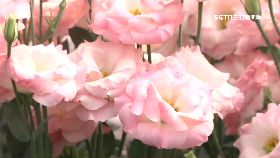 A康乃馨花海1200