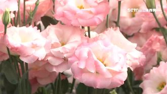 秒變花仙子！康乃馨花田隨拍美翻