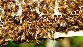 蜜蜂,蜂螫。(圖/Pixabay)