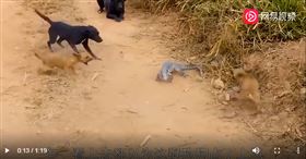 蜥蜴大戰五隻狗（圖／翻攝自網易視頻）